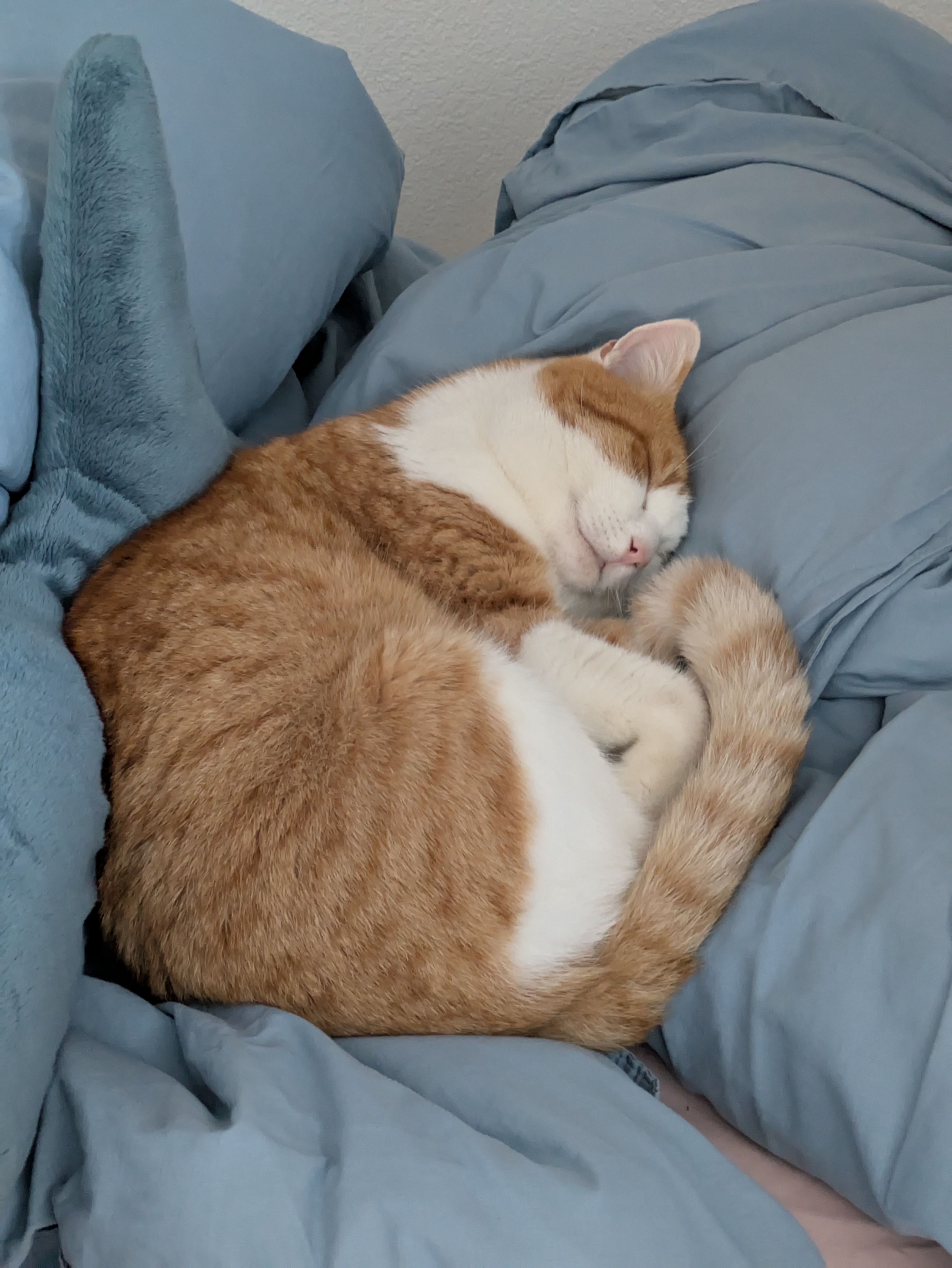 Odin (cat) sleeping on my bed