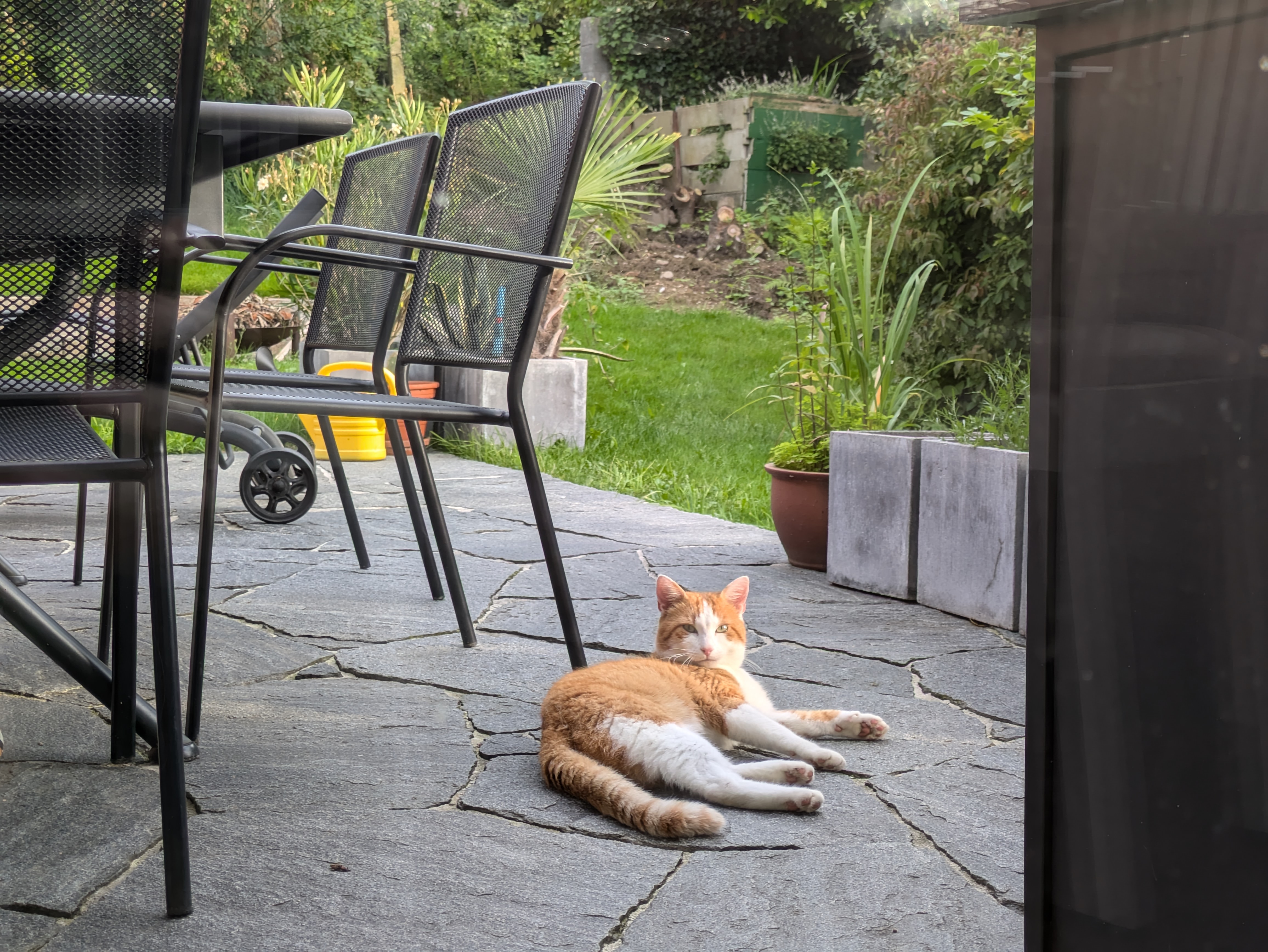 Odin (cat) lying on stone floor