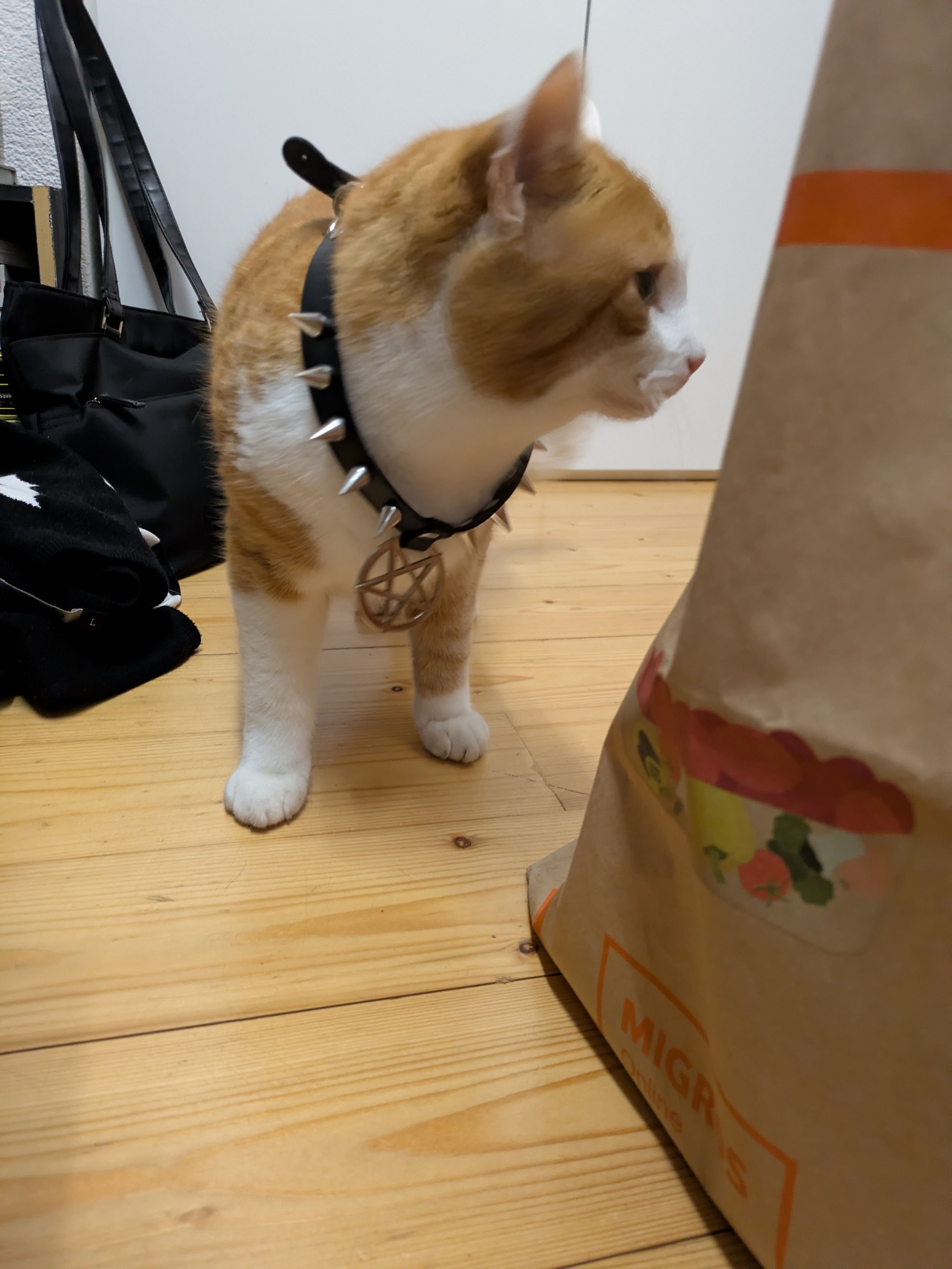 Odin (cat) wearing a pentacle neckband